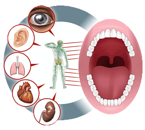 digital illustration of human mouth and other organs