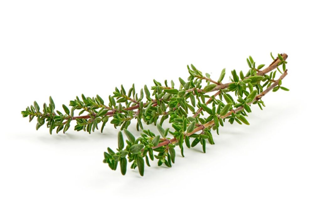 Relief for toothache - thyme for toothache